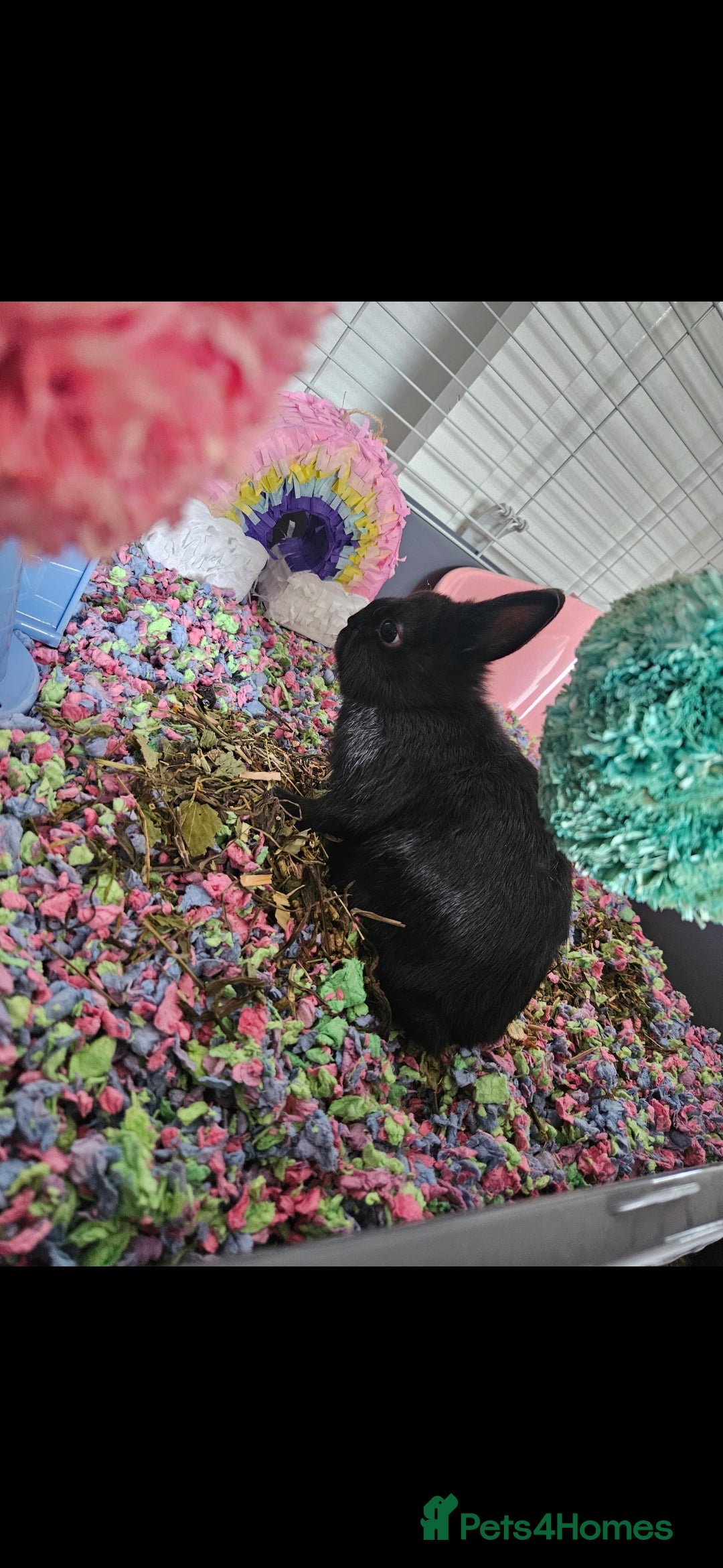Netherland Dwarf rabbits for sale: 5 month old black Netherland Dwarf - Advert 1