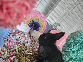 Netherland Dwarf rabbits 5 month old black Netherland Dwarf - Advert 10