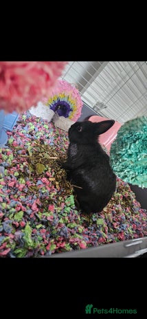 Netherland Dwarf rabbits 5 month old black Netherland Dwarf - Advert 1