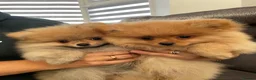 Pomeranian dogs for sale: Pomeranian puppies for sale - Advert 6