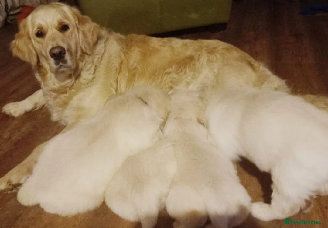 Golden Retriever dogs for sale: STUNNING GOLDEN RETRIEVER PUPPIES  in Manchester - Advert 4