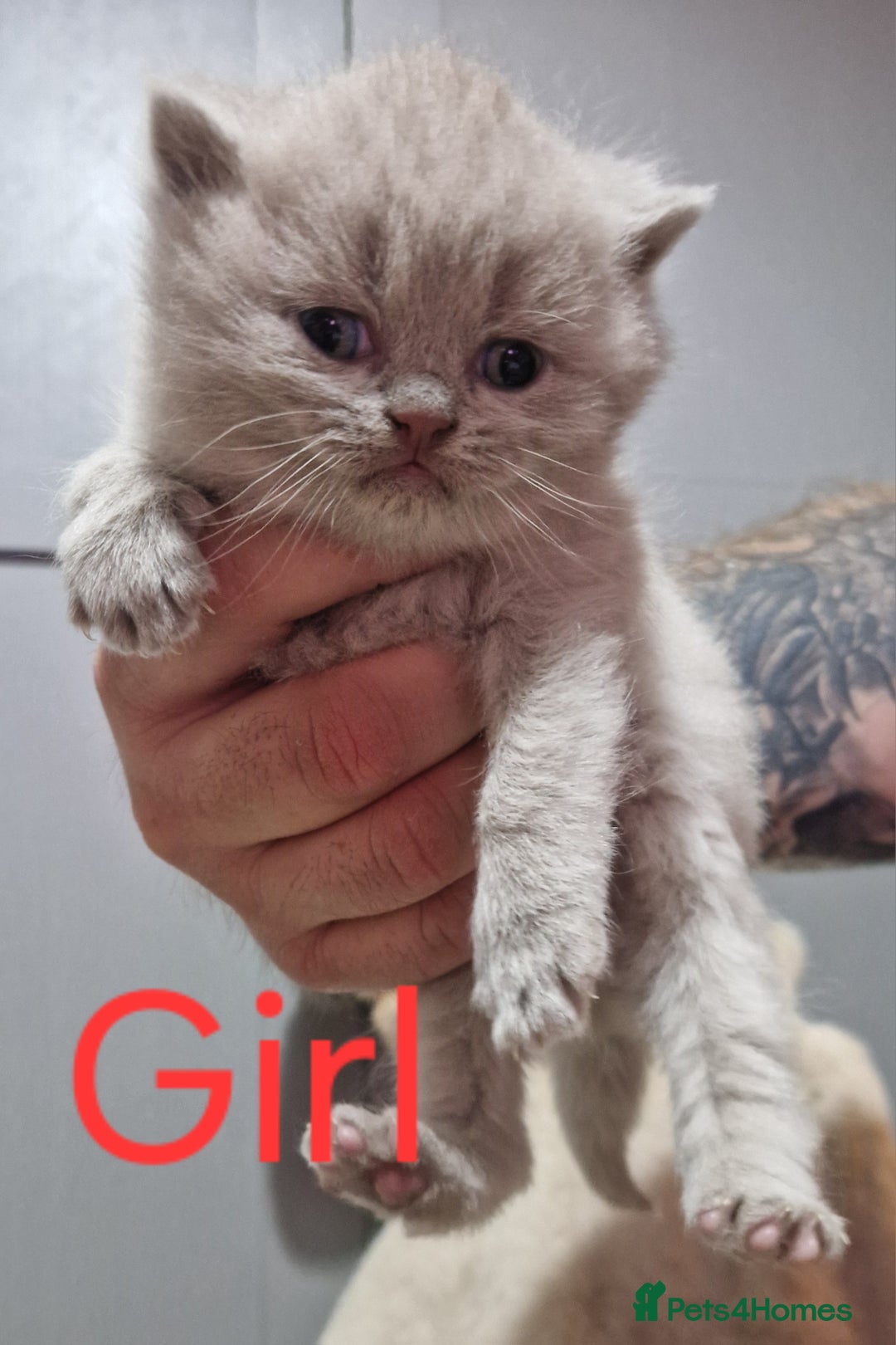 British Shorthair cats for sale: Pedigree British Shorthair Kittens- Lilac & Bluess - Advert 10