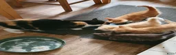 Mixed Breed cats for sale: Fun Fun Fun - Advert 6