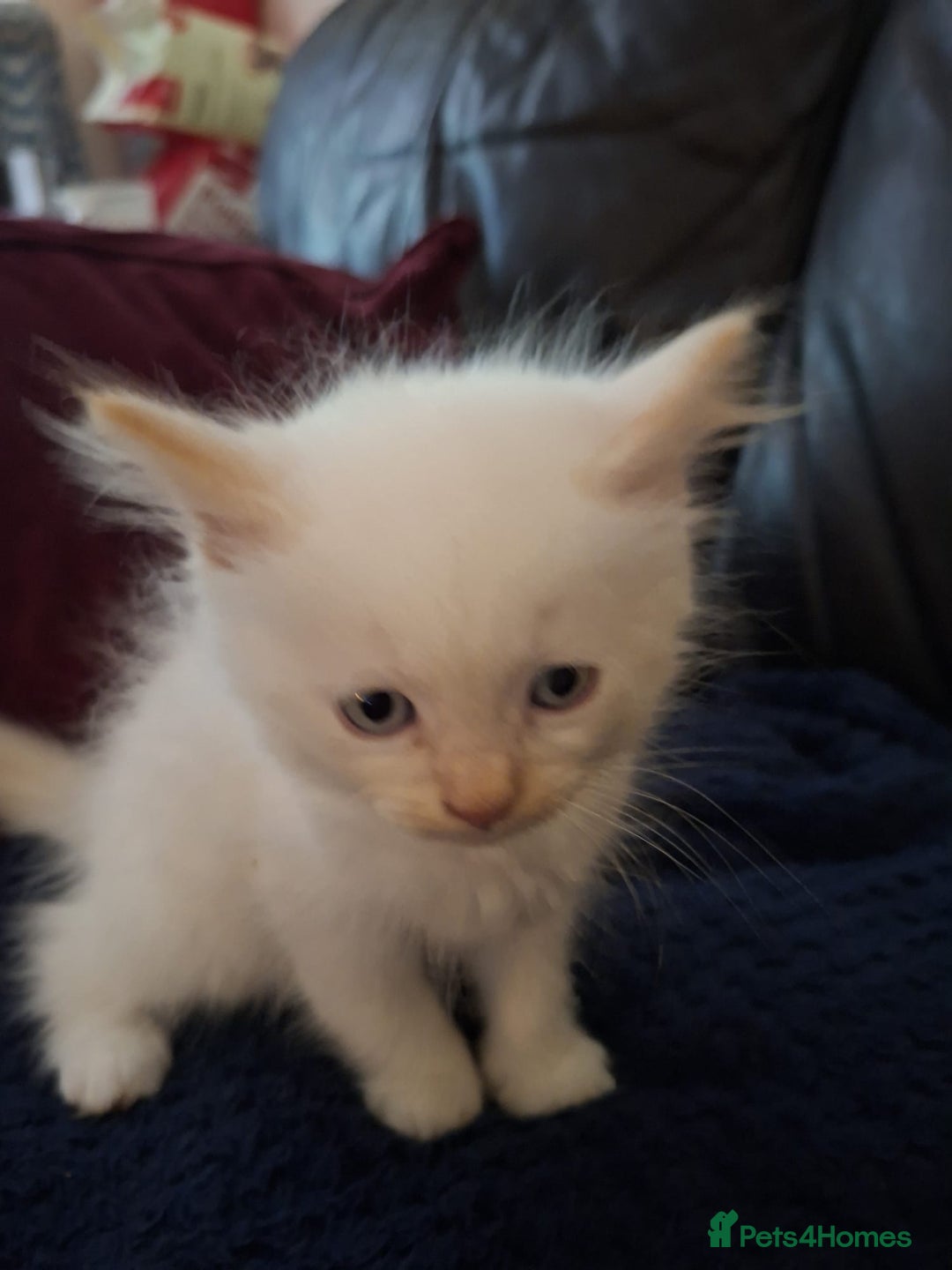 Ragdoll cats for sale: Beautiful Ragdoll x British long hair kittens  - Image 7