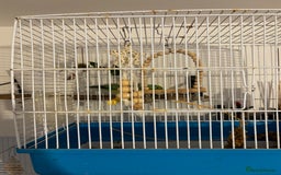Parrots birds for sale: Pacific Parrotlet Female  - Image 3