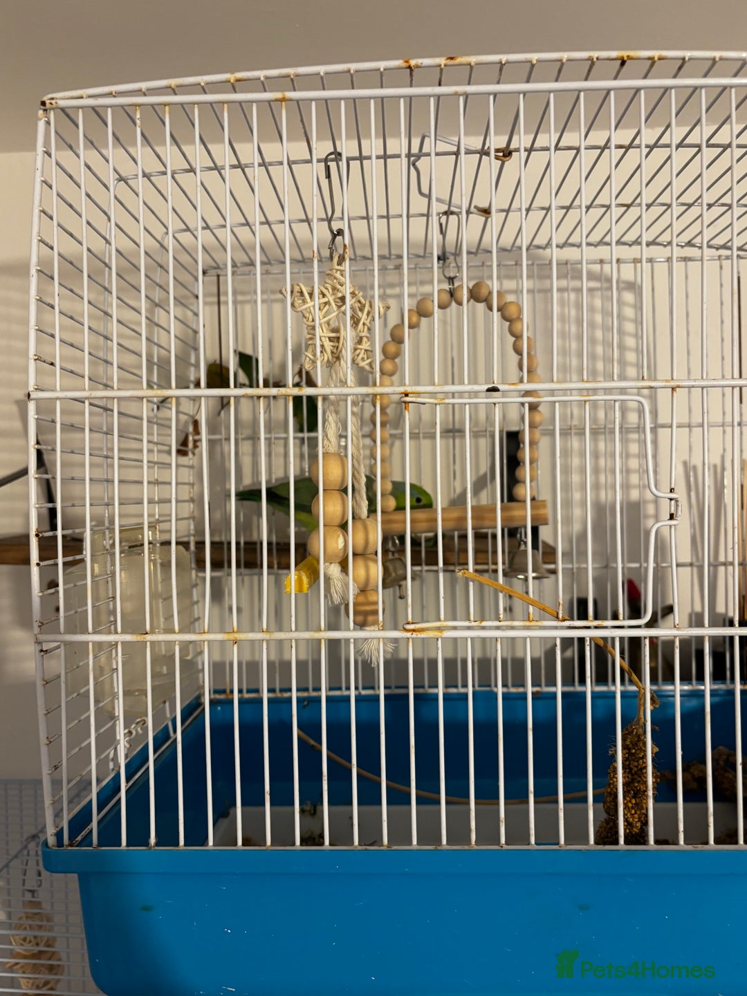 Parrots birds for sale: Pacific Parrotlet Female  - Image 3