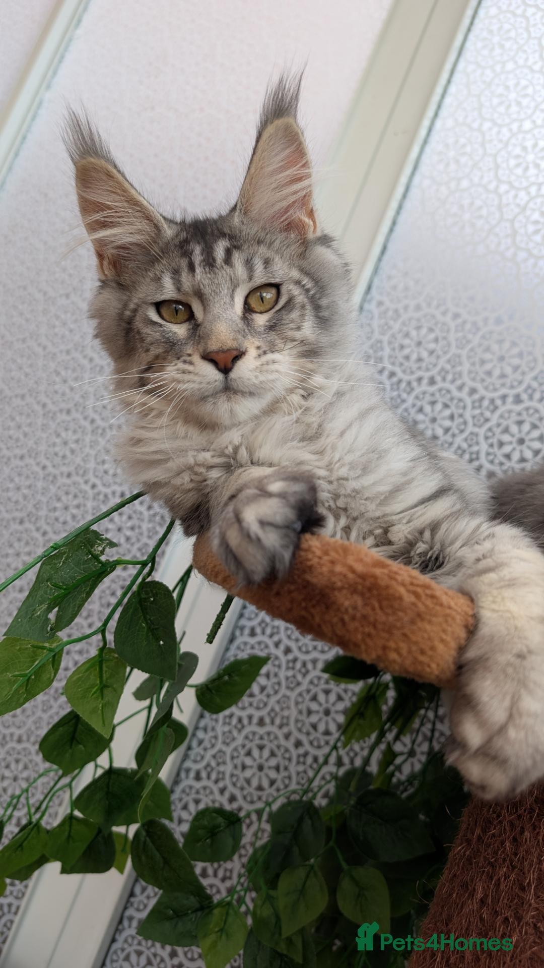 Maine Coon cats Stunning Maine coon kittens  - Advert 14