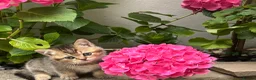 British Shorthair cats for sale: Pedigree British Shorthair  - Advert 13