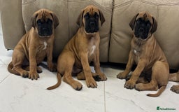 Bullmastiff dogs for sale: Courageous Bullmastiff Puppies. - Image 5
