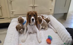Cavalier King Charles Spaniel dogs for sale: KC Registered & DNA Tested Cavalier Puppies - Image 12