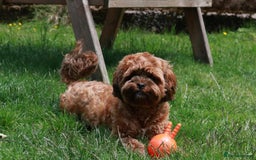 Shihpoo dogs for sale: Shipoo Pups LAST 2 - Image 21