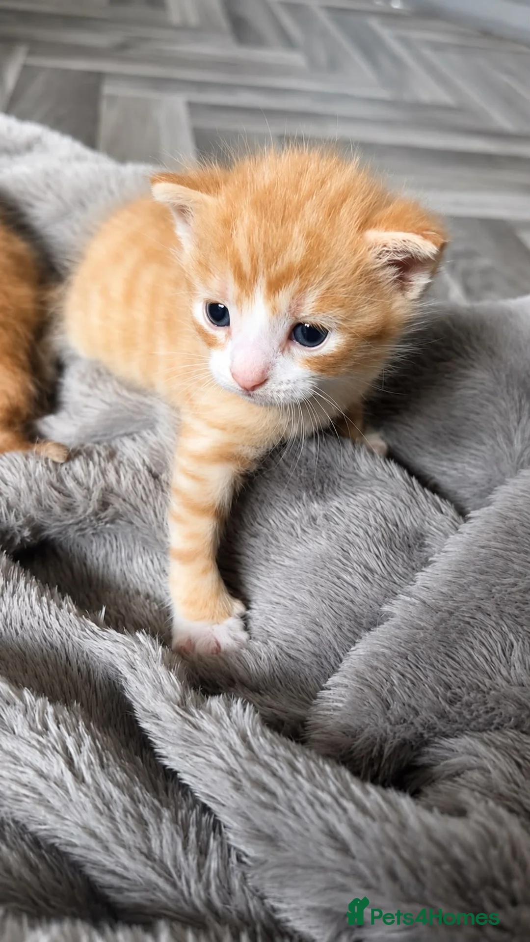 Mixed Breed cats for sale: 2 beautiful ginger boys  - Advert 6