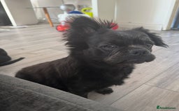 Frug dogs for sale: Peppa - Image 3