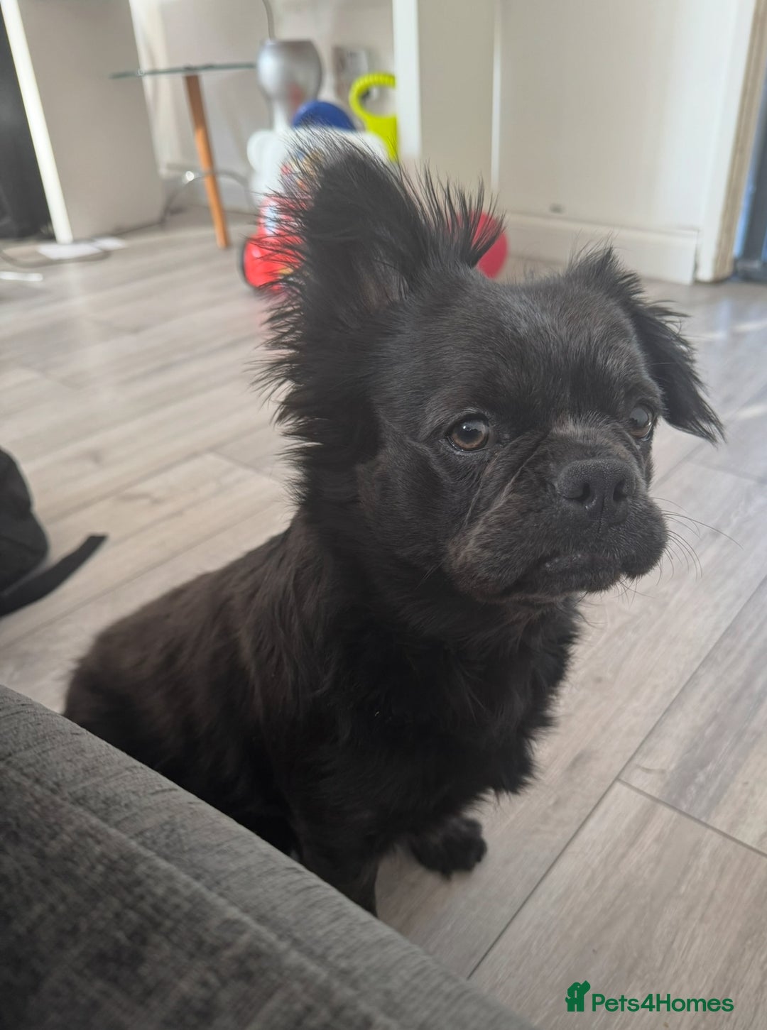 Frug dogs for sale: Peppa - Image 3