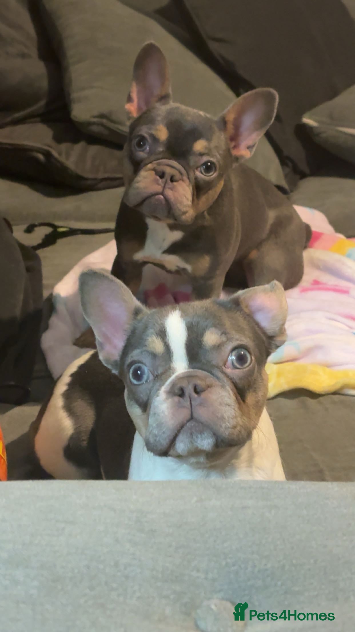 French Bulldog dogs 2 French bulldog sisters  - Advert 2