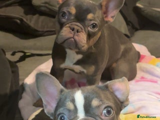 French Bulldog dogs 2 French bulldog sisters - Advert 1