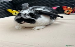 Lionhead rabbits for sale: ⭐️Pure Breed lionheads⭐️ in Halstead - Image 4