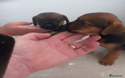 Mixed Breed dogs for sale: Patterdale x border terrier  - Image 17