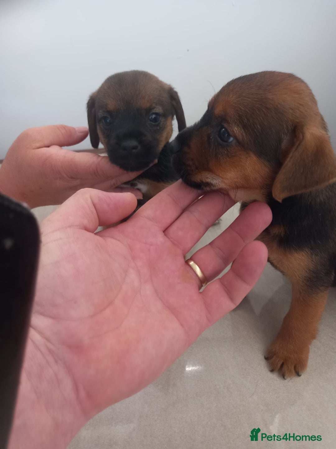 Mixed Breed dogs for sale: Patterdale x border terrier  - Image 17
