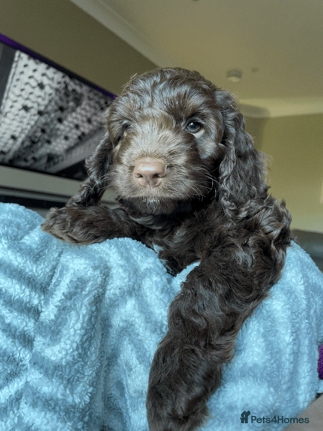 Cockapoo dogs for sale: Beautiful Thick coated Fluffy F1 Toy Cockapoo pups - Advert 12