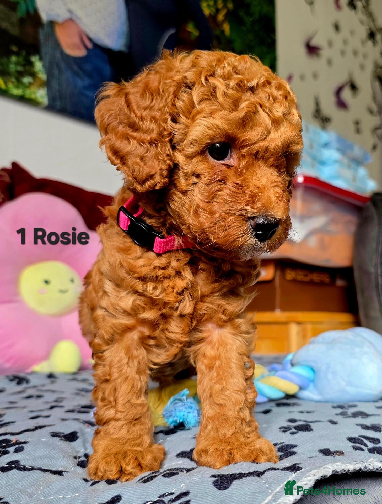 Toy Poodle dogs for sale: Toy Poodle  - Advert 2