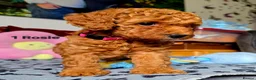 Toy Poodle dogs for sale: Toy Poodle  - Advert 20