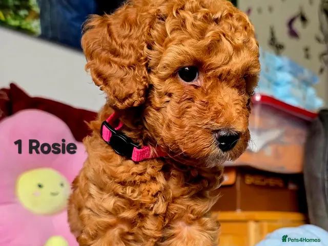 Toy Poodle dogs for sale: Toy Poodle - Advert 2