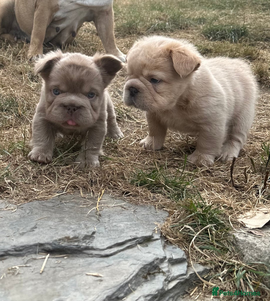 French Bulldog dogs for sale: 7 fluffy French Bulldogs puppies - Image 20