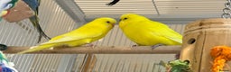 Budgerigars birds for sale: Bonded pair of beautiful yellow budgies  - Advert 1