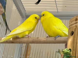 Budgerigars birds Bonded pair of beautiful yellow budgies - Advert 1