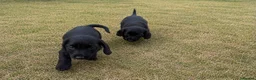 Cocker Spaniel dogs for sale: Cocker spaniels in London - Advert 2