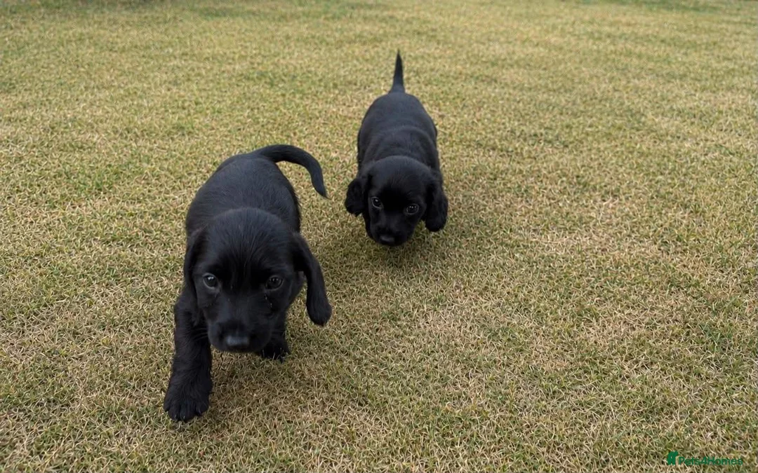 Cocker Spaniel dogs for sale: Cocker spaniels in London - Advert 2
