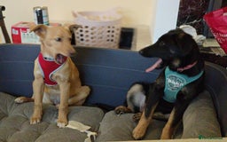 Mixed Breed dogs for adoption: ❤️Hope&Joy — two 7(8) months small sisters❤️ - Advert 22