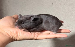 Hamster rodents for sale: BABY TAME PEDIGREE SYRIAN HAMSTER PUPS - Image 16