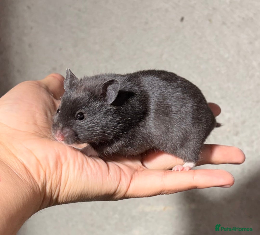 Hamster rodents for sale: BABY TAME PEDIGREE SYRIAN HAMSTER PUPS - Image 16