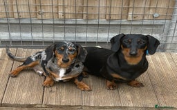 Miniature Dachshund dogs for sale: Black & Tan Bitch Retired Adult  - Image 1