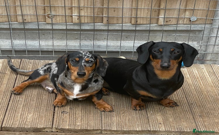 Miniature Dachshund dogs - Advert 2