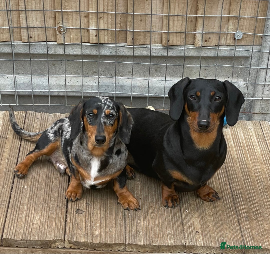 Miniature Dachshund dogs for sale: Black & Tan Bitch Retired Adult  - Image 1