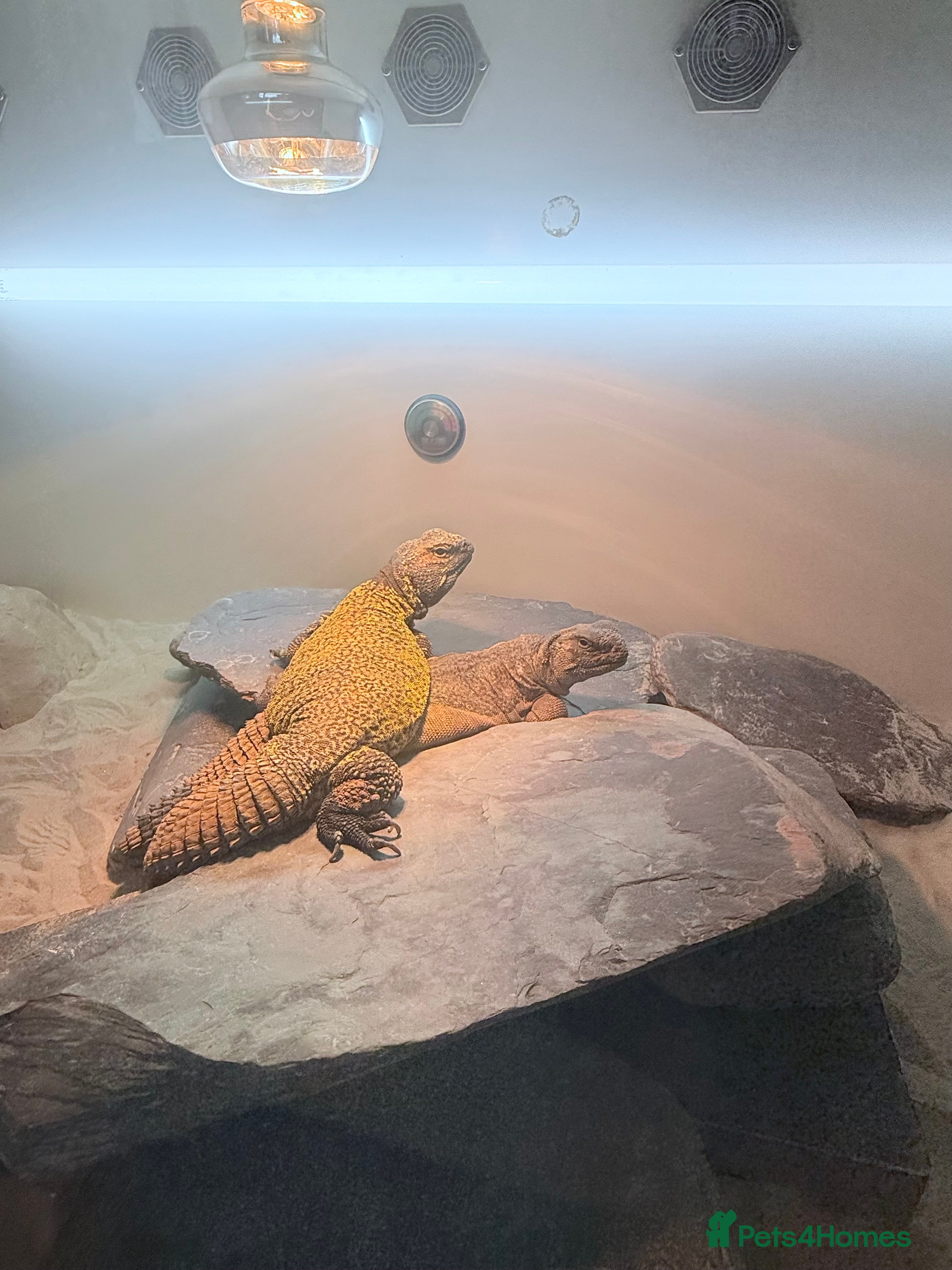 Lizard reptiles Pair of Moroccan Uromastyx (U.Acanthinuras) - Advert 1