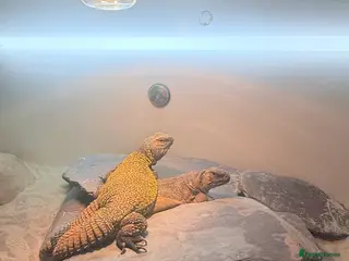 Lizard reptiles Pair of Moroccan Uromastyx (U.Acanthinuras) - Advert 3