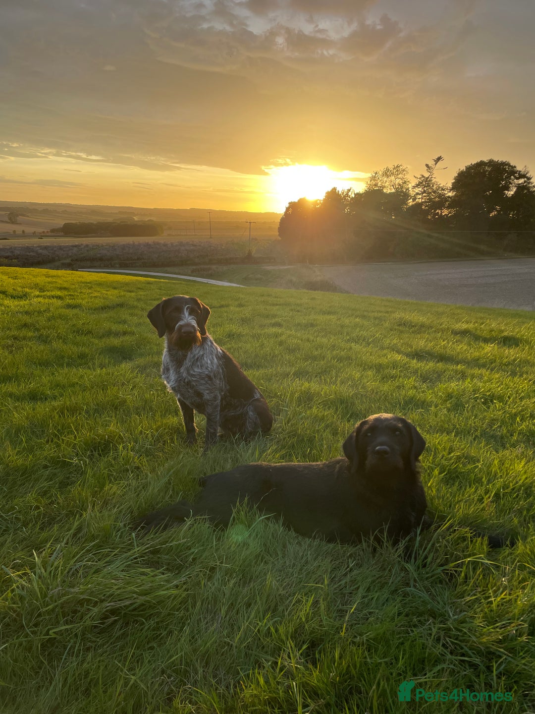 German Wirehaired Pointer dogs for sale: PUPS DUE 25th September  - Image 7