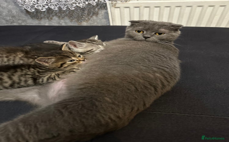 Scottish Fold cats - Advert 5