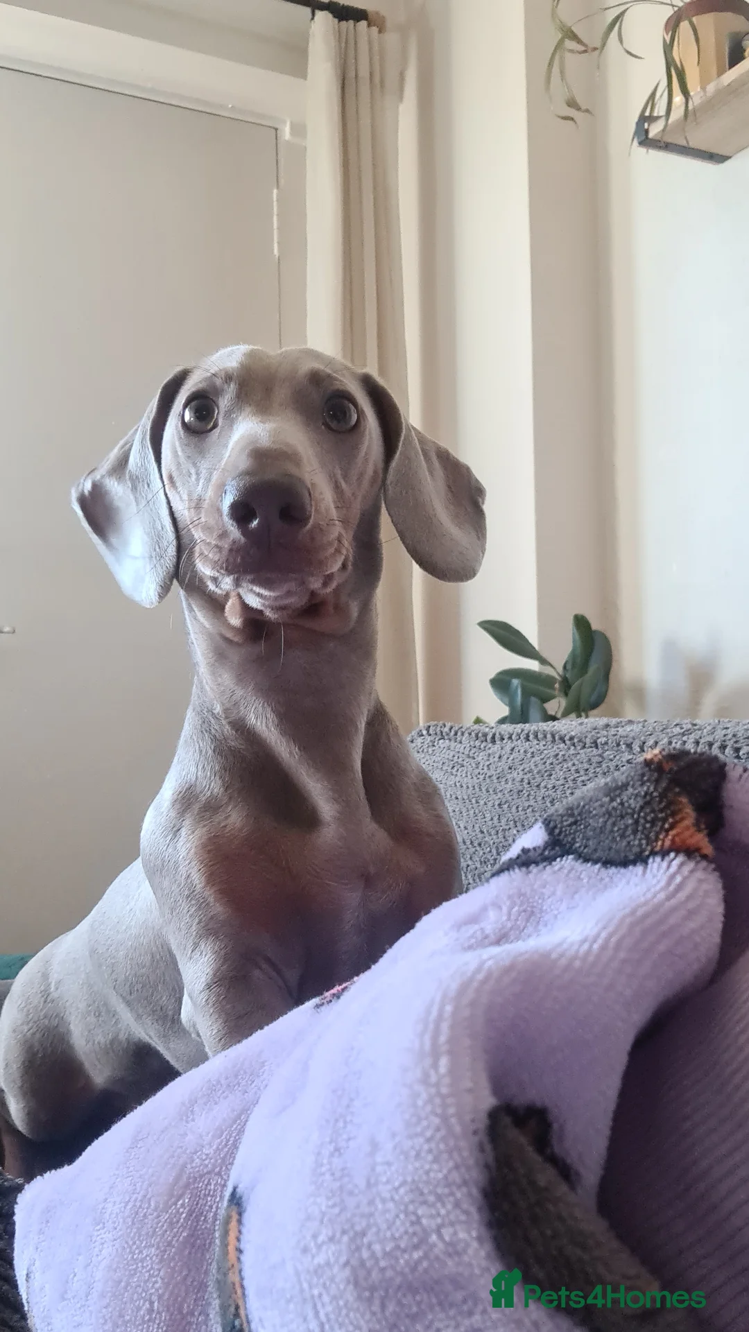 Miniature Dachshund dogs for stud: Stud dog available for studding - Advert 11