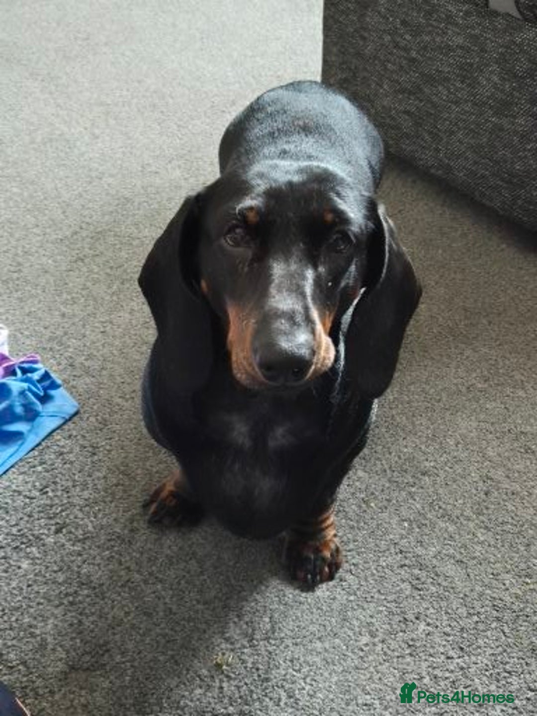 Dachshund dogs for sale: 🐾 Free to a Loving, Experienced Home - Advert 7