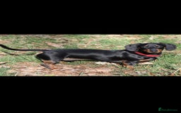 Dachshund dogs for sale: Kc registered dachshund  - Image 2