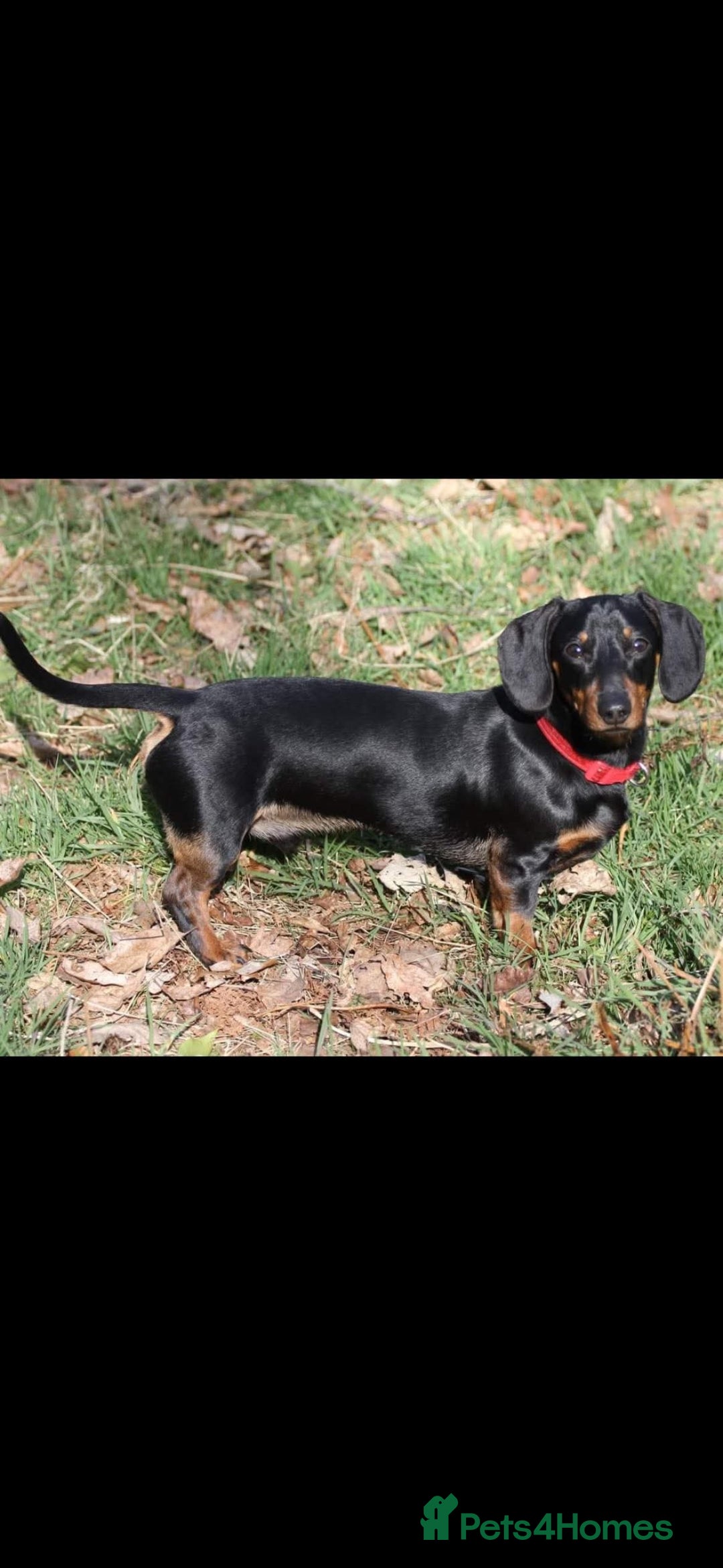 Dachshund dogs for sale: Kc registered dachshund  - Image 2