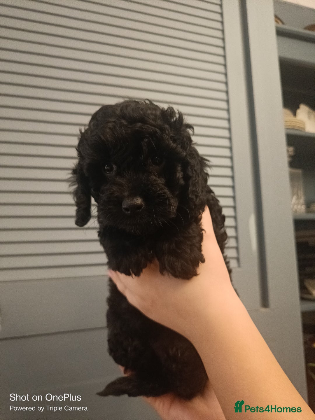 Cockapoo dogs for sale: Lovely cockapo puppies - Image 6