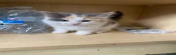 Mixed Breed cats for sale: 4 Beautiful Kittens Ready for Their Forever Homes in Manchester - Advert 5