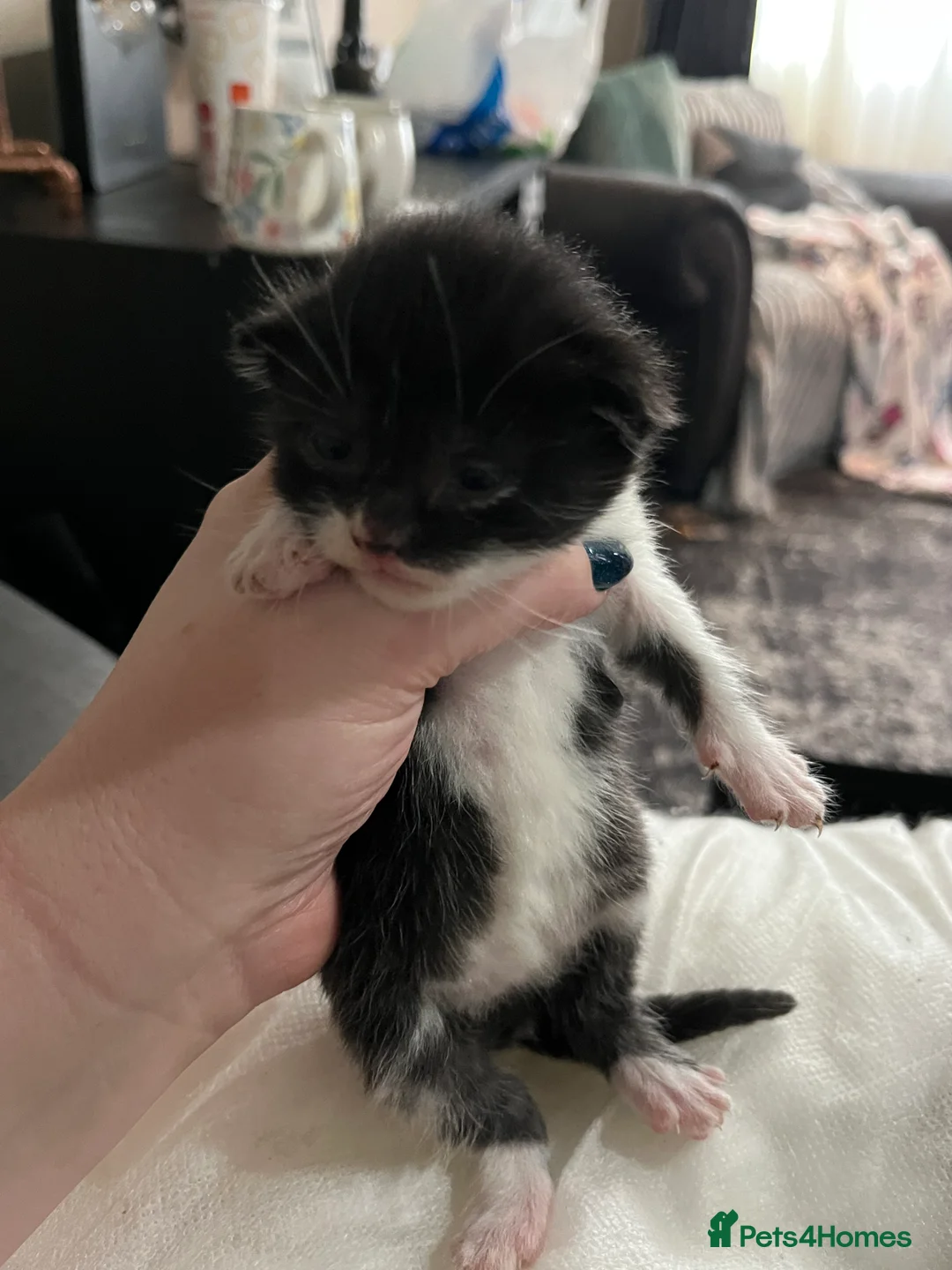 Mixed Breed cats for sale: Munchkin x kittens for adoption  - Advert 8