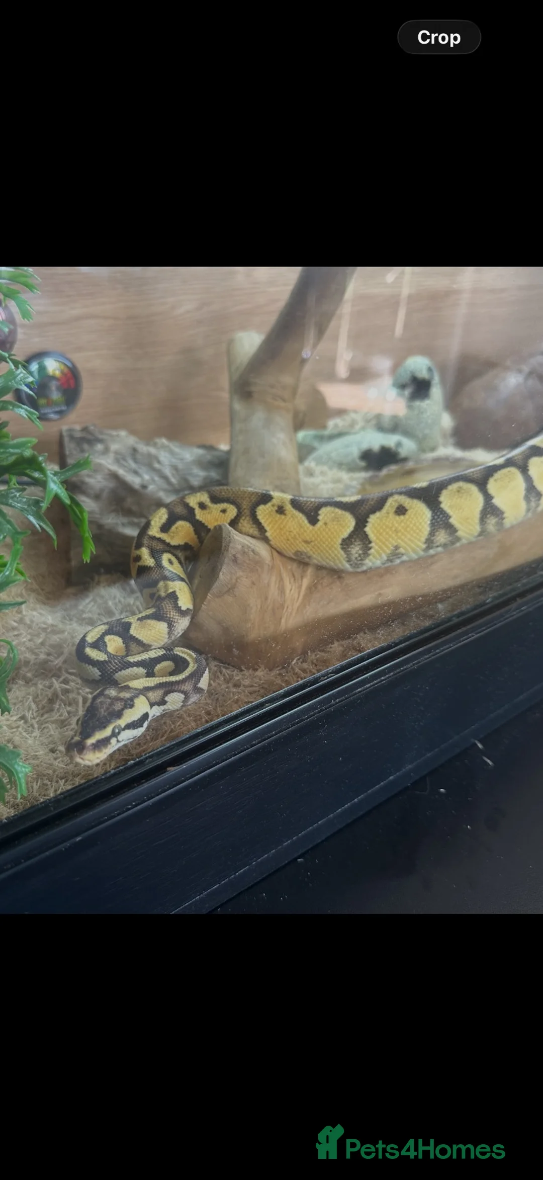 Python Snake reptiles for sale: Royal Python & Set Up - Advert 2